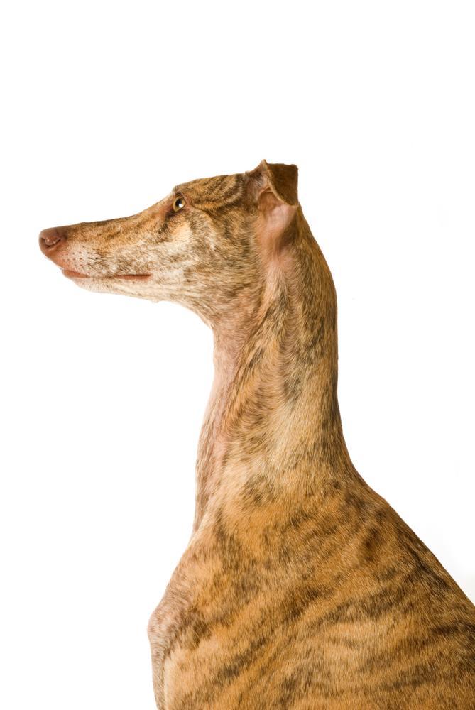 Greyhound Growth Chart. Greyhound Weight Calculator.
