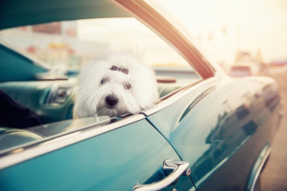 How Much Should Shih Tzu Weigh Shih Tzu Weight Calculator 