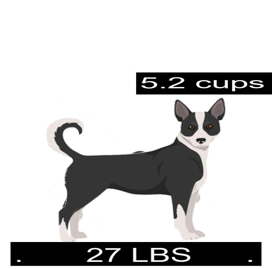 Canaan Dog Water Drinking Guide. Canaan Dog Water Calculator.