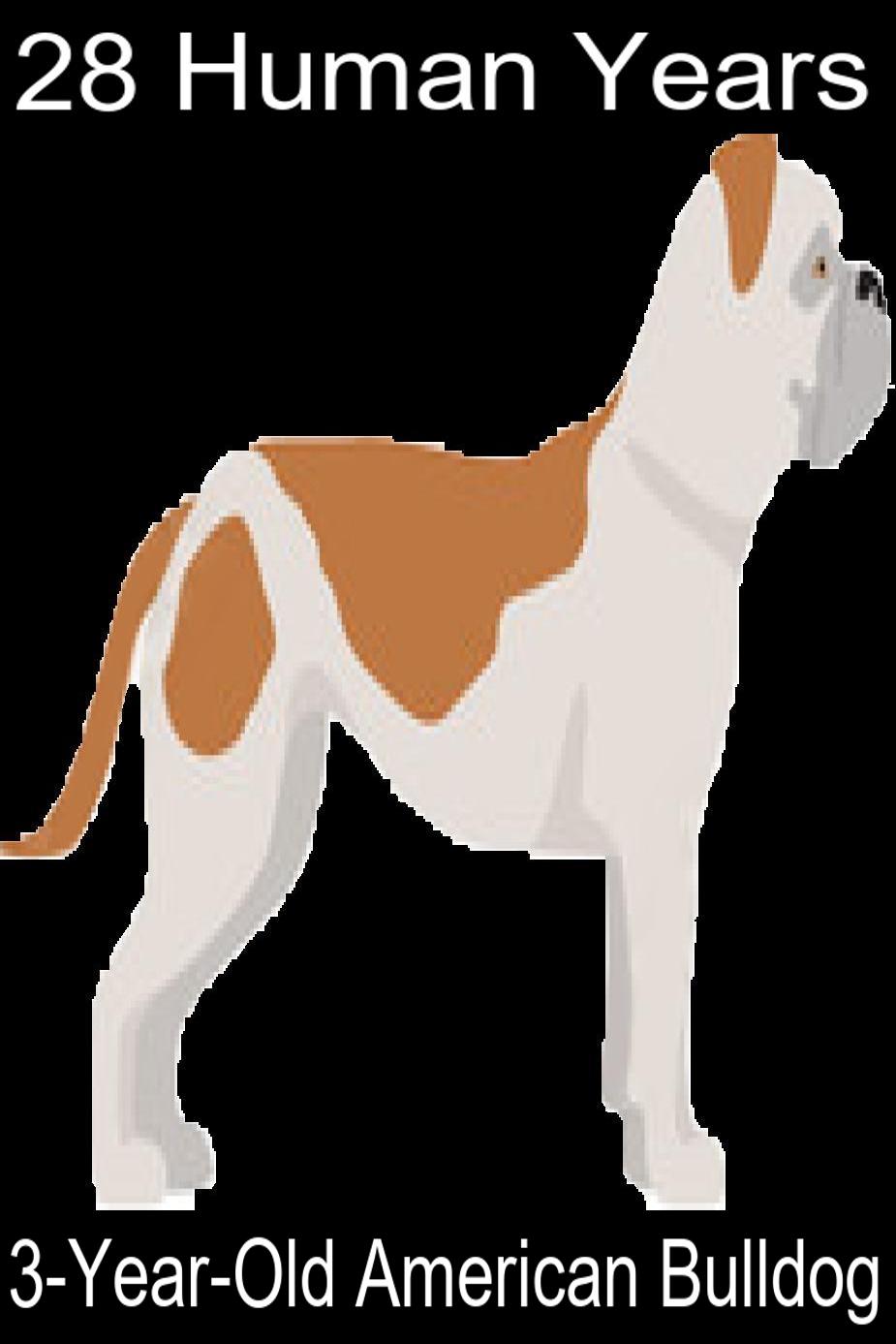 How Old is American Bulldog in Human Age? American Bulldog Age Calculator