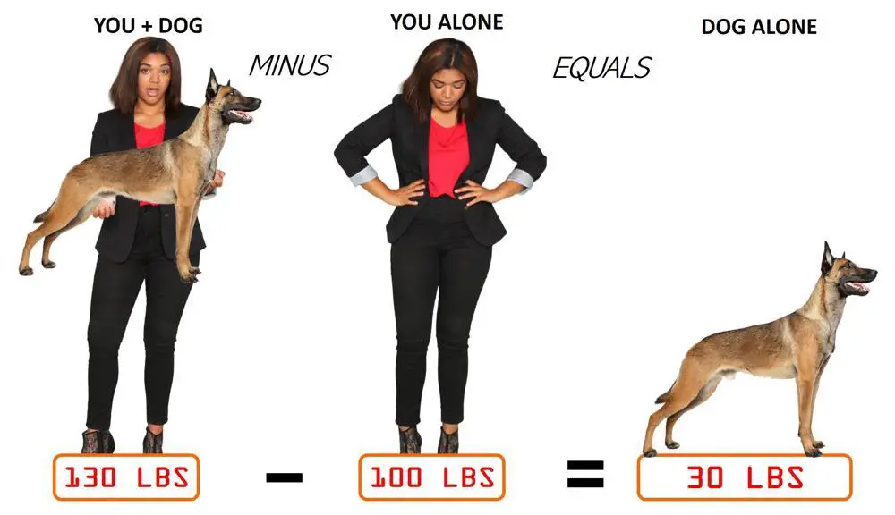 Doberman Pinscher Growth Chart. Doberman Pinscher Weight Calculator.