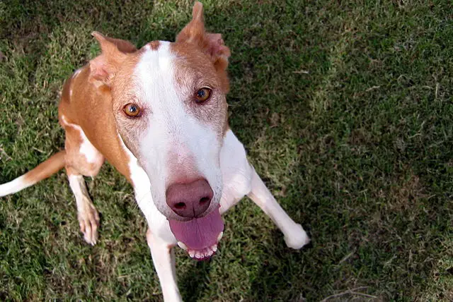 Ibizan Hound