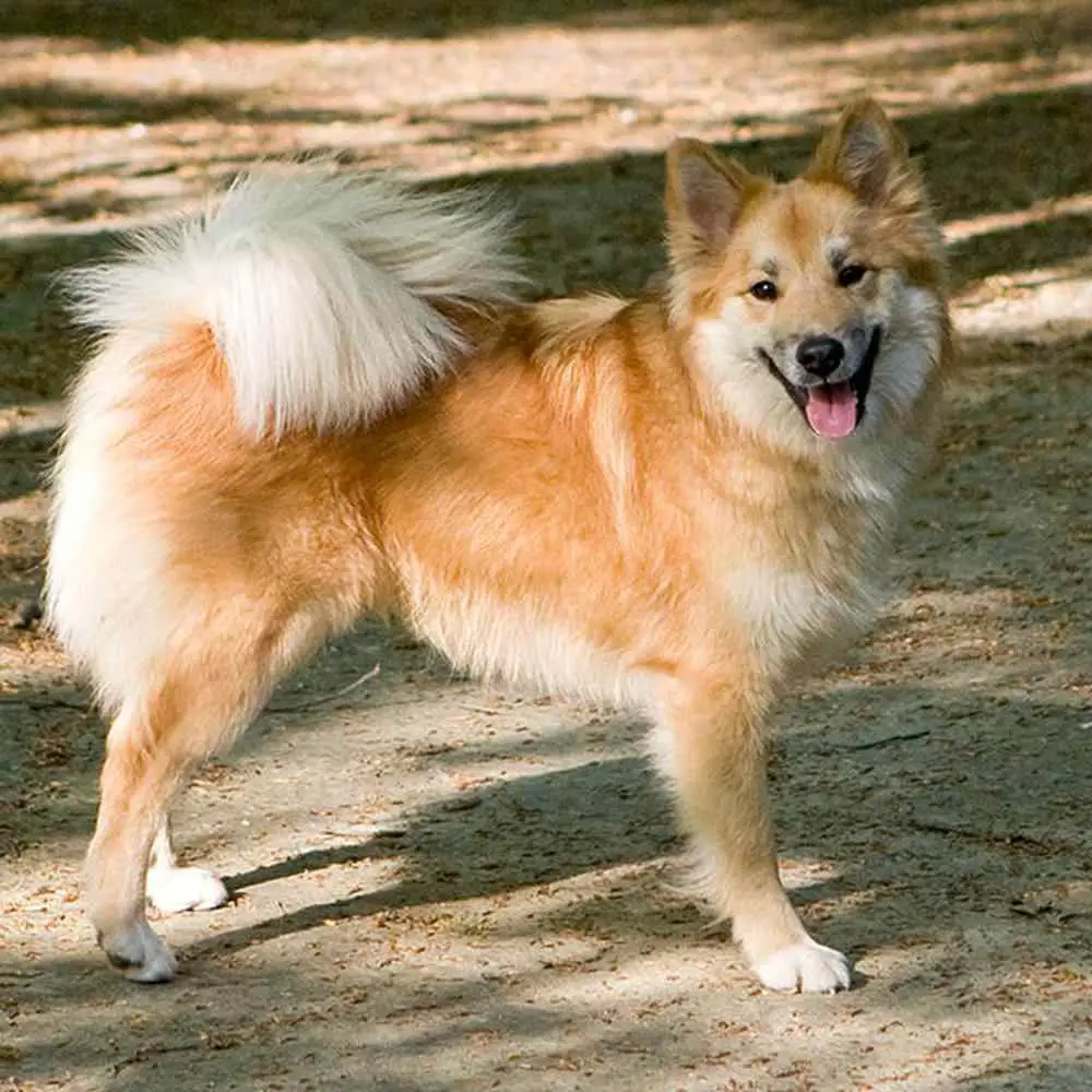 Icelandic Sheepdog