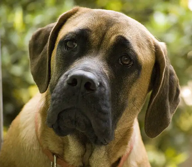 Imperial Mastiff