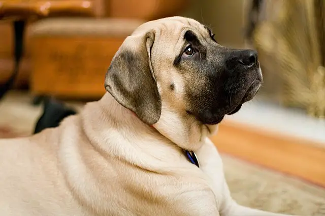 Imperial Mastiff