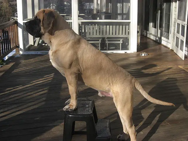 Imperial Mastiff