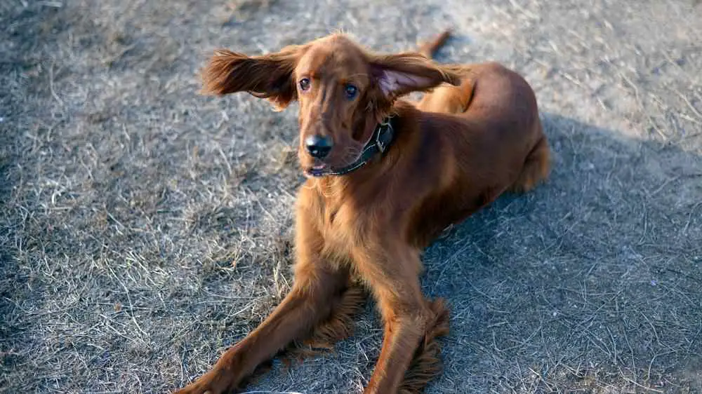 Irish Setter