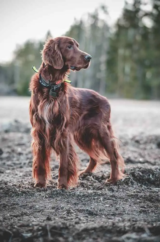 Irish Setter