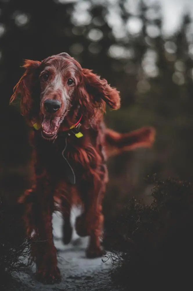 Irish Setter