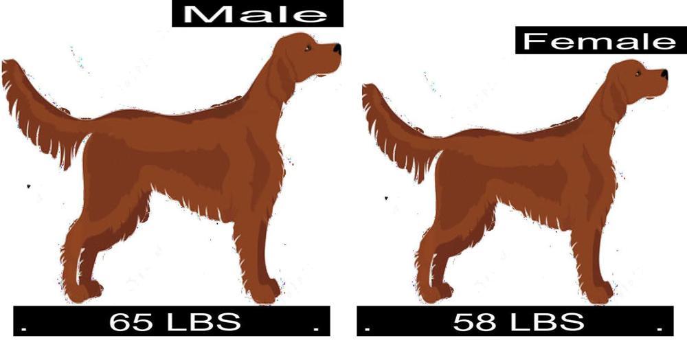 irish-setter-growth-chart-irish-setter-weight-calculator