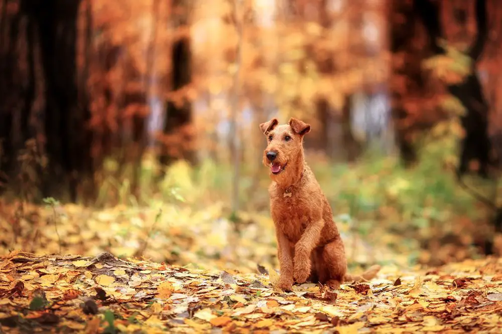 Irish Terrier