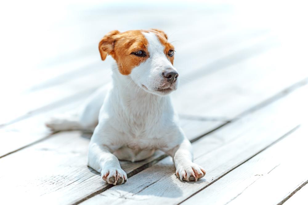 Jack Russell Terrier