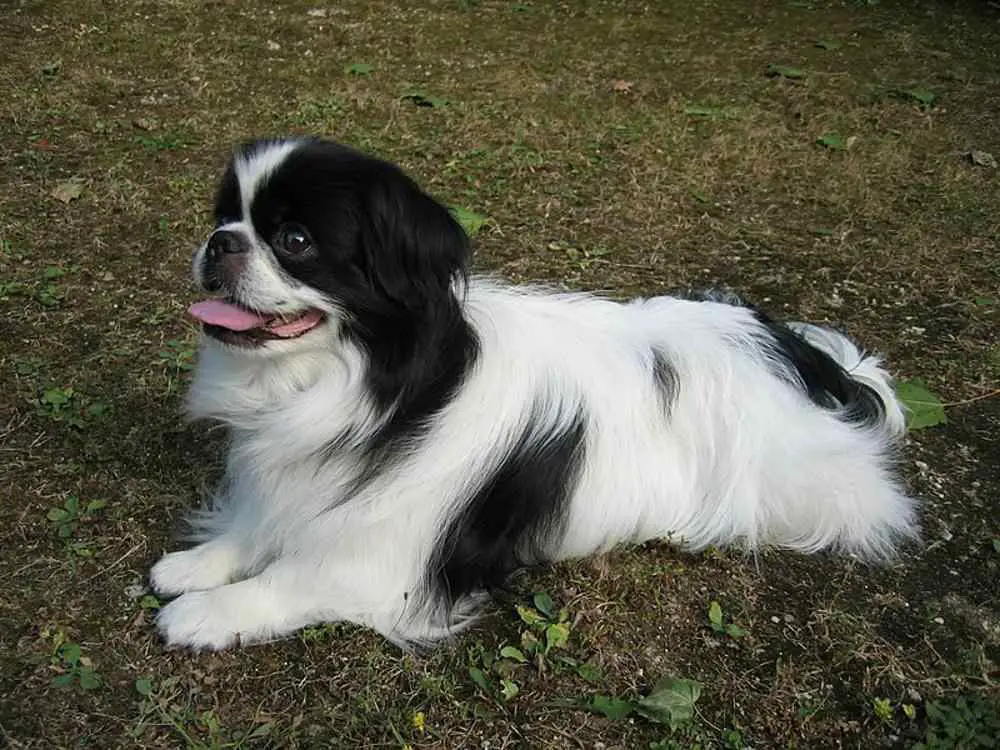 Japanese Chin