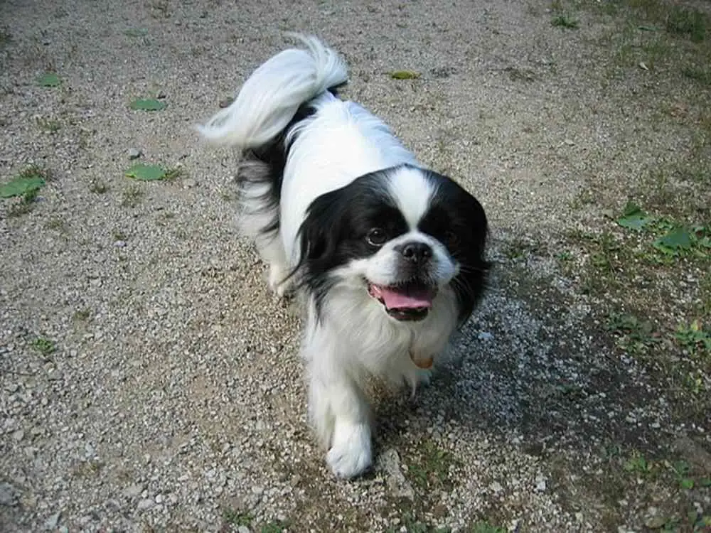 Japanese Chin