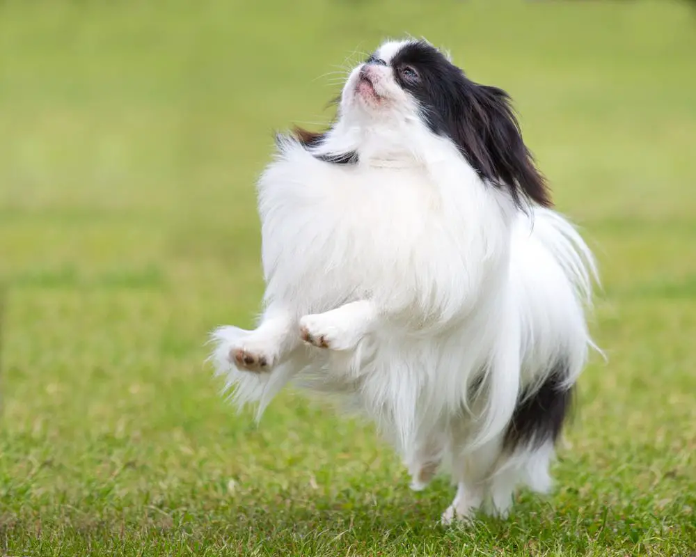 Japanese Chin