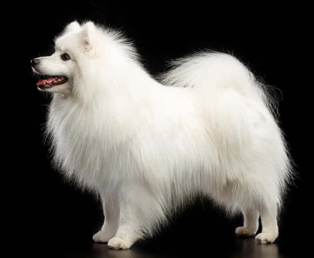 Japanese Spitz