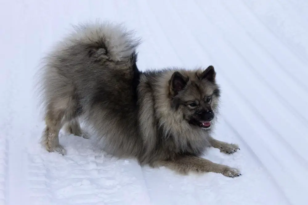 Keeshond