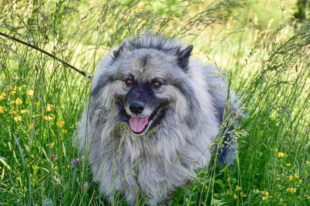 Keeshond