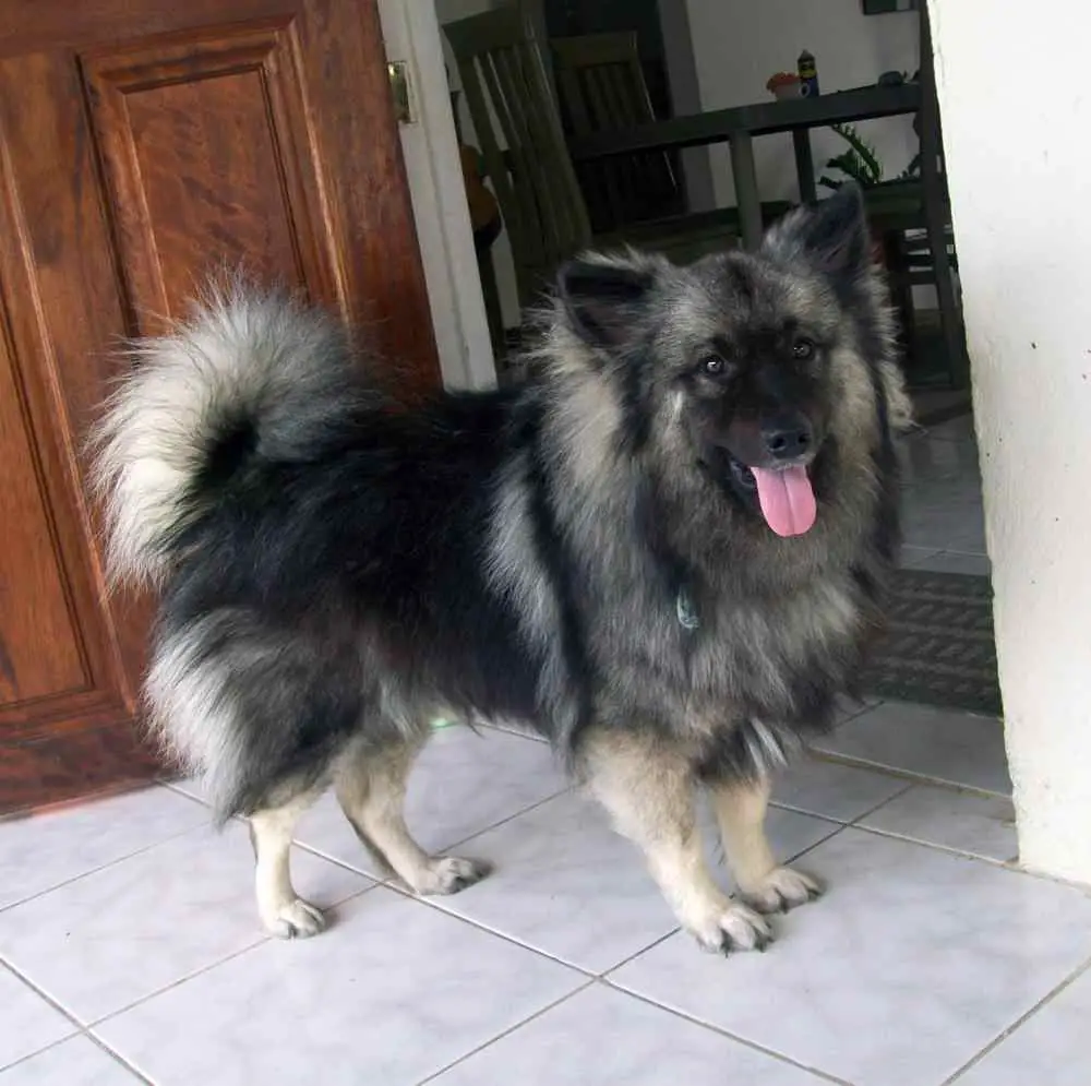 Keeshond