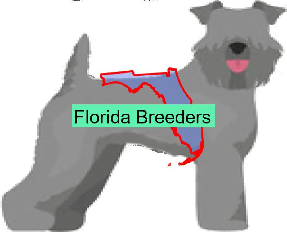 Kerry Blue Terrier