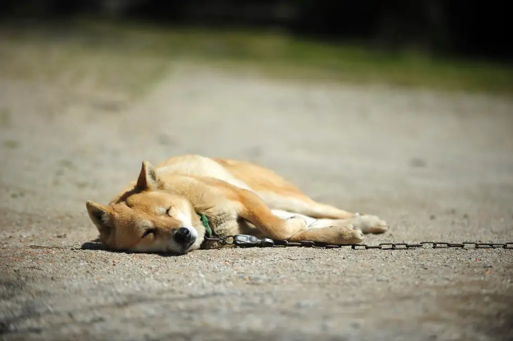 Korean Jindo Dog