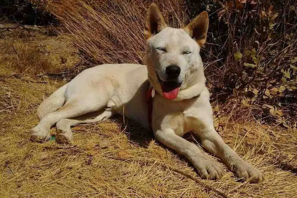 Korean Jindo Dog