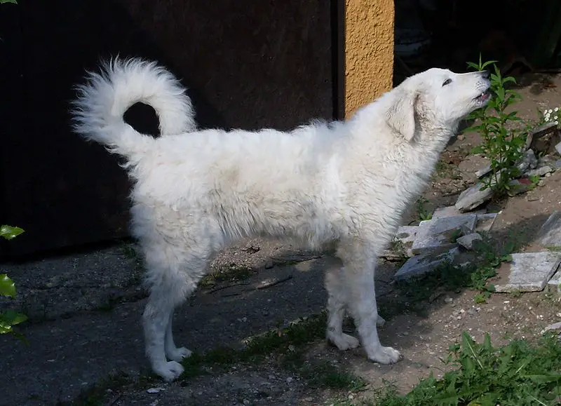 Kuvasz