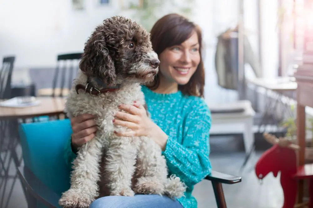 Lagotto Romagnolo