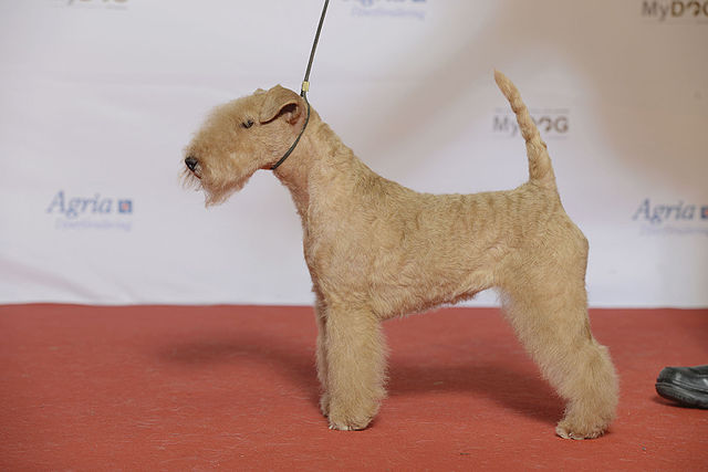 Lakeland Terrier