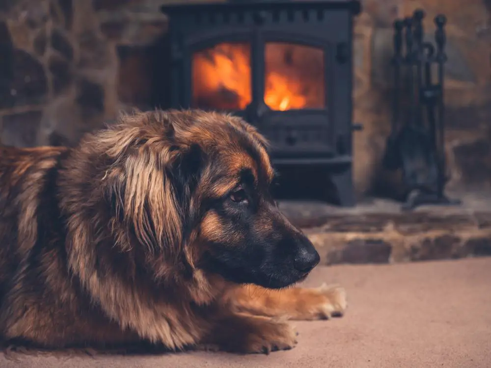 Leonberger