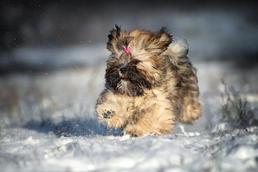 Lhasa Apso