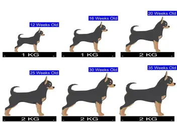 afstuderen cel Wereldwijd Chihuahua Growth Chart. Chihuahua Weight Calculator.