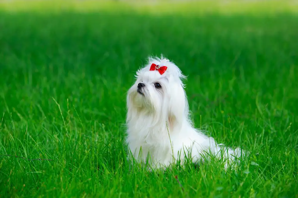 Dog Breeds Similar to the Lhasa Apso