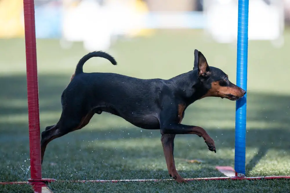 Manchester Terrier