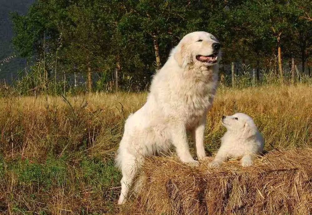 Maremma Sheepdog