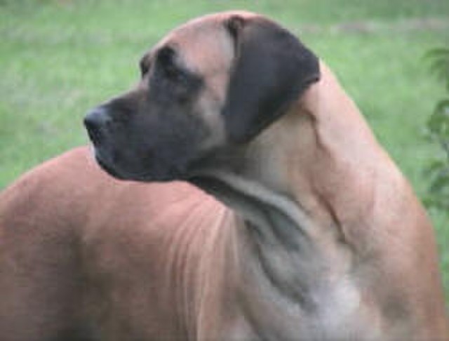 Mastiff