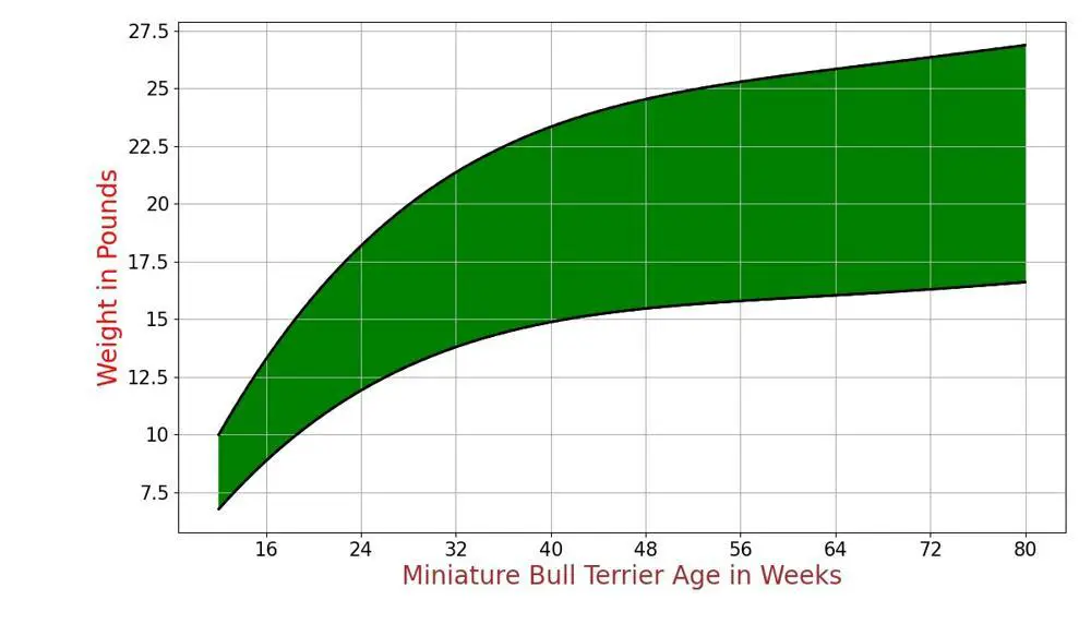 miniature-bull-terrier-growth-chart-miniature-bull-terrier-weight