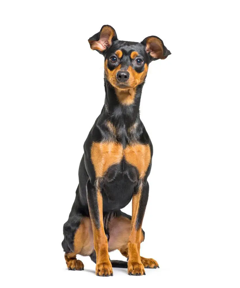 Miniature Pinscher