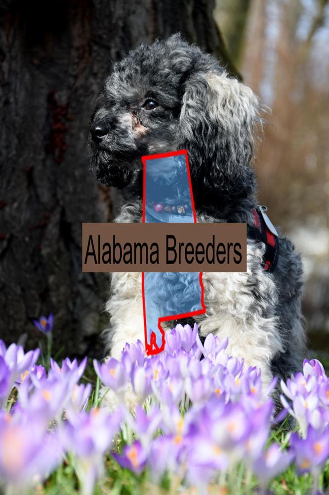 Miniature Poodle