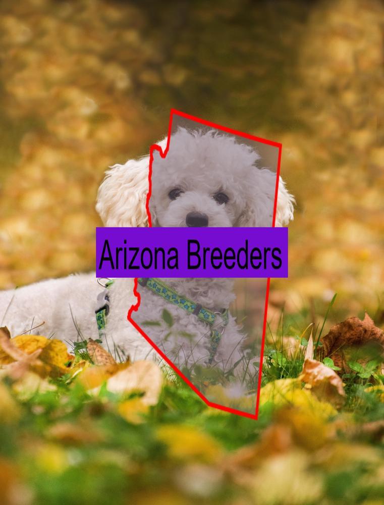 Miniature Poodle