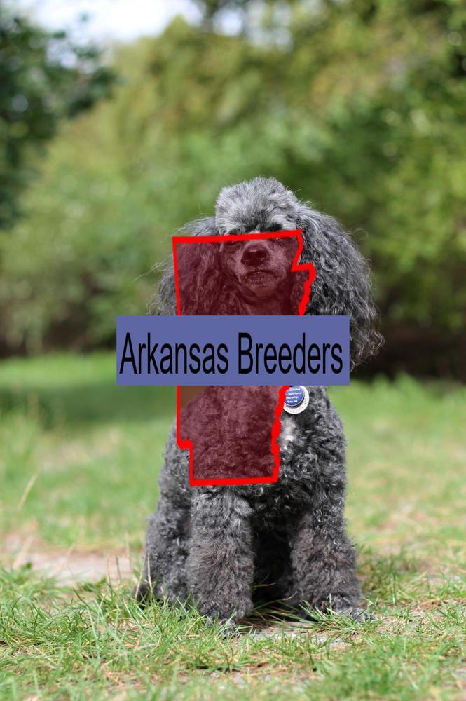 Miniature Poodle