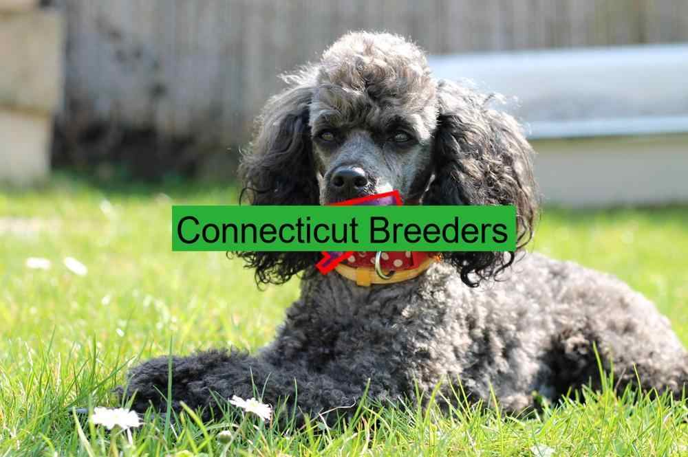 Miniature Poodle