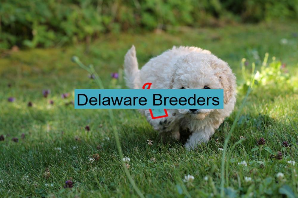 Miniature Poodle