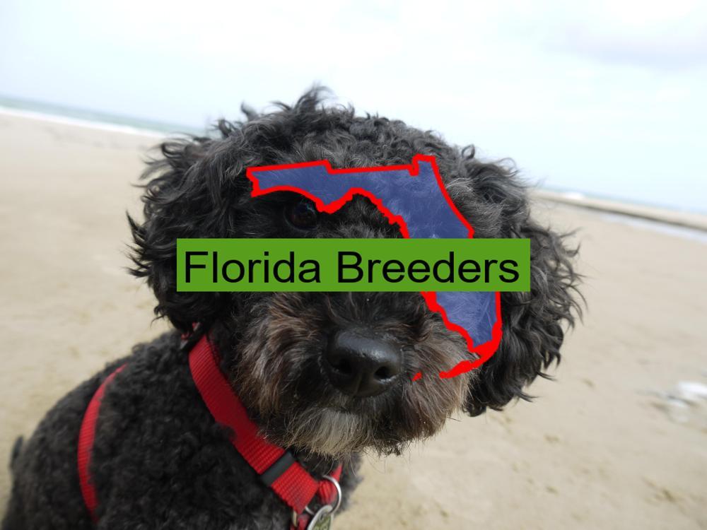 Miniature Poodle
