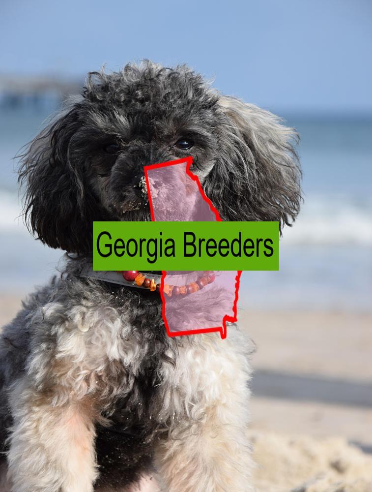 Miniature Poodle