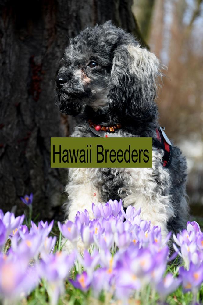 Miniature Poodle