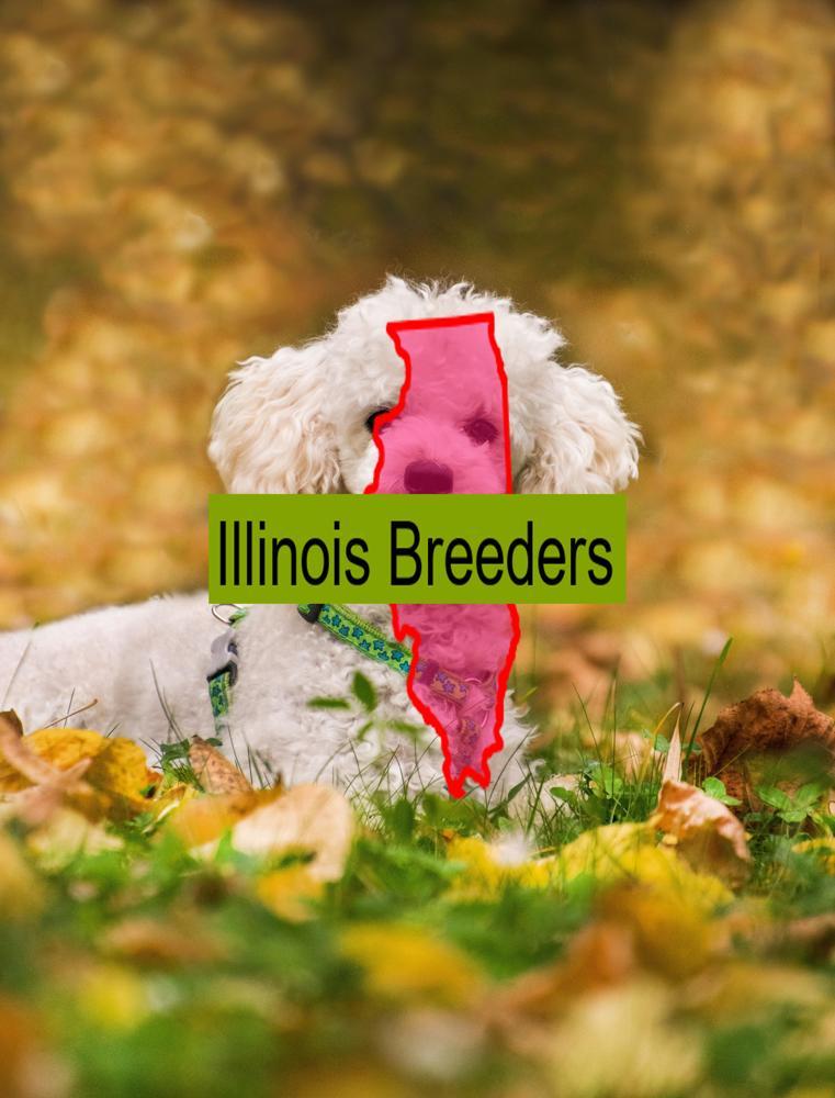 Miniature Poodle