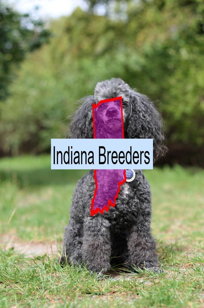Miniature Poodle