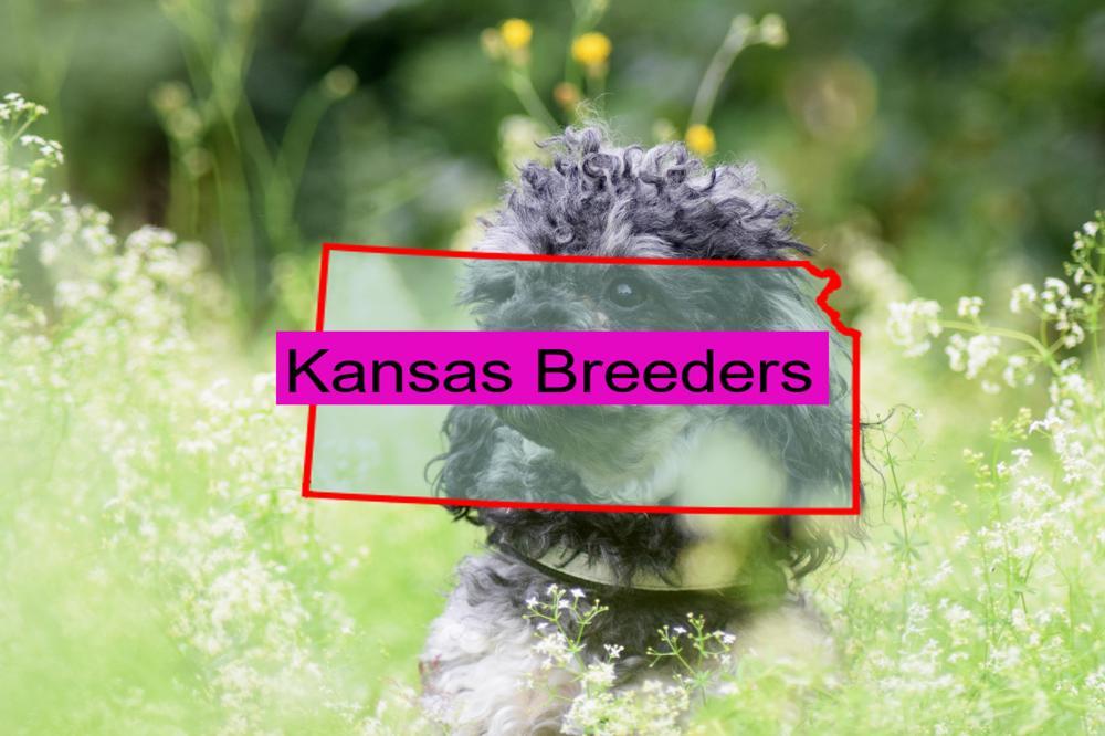 Miniature Poodle