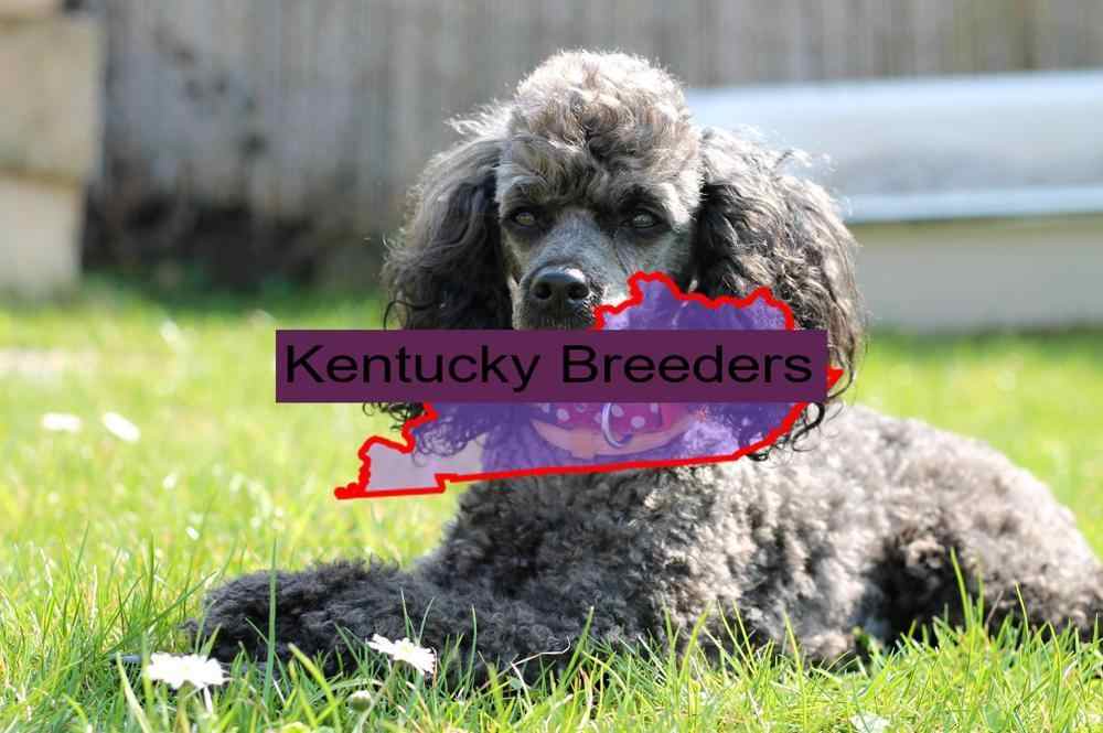 Miniature Poodle